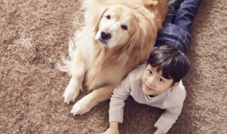 学生适合养什么狗（女大学生适合养什么狗）