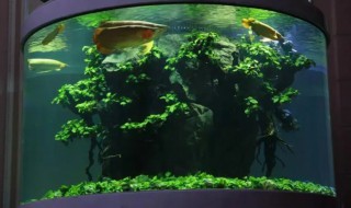 圆鱼缸适合养什么鱼 适合小圆缸养的鱼