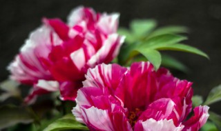 什么样的土适合养花（养花什么土养花最好）