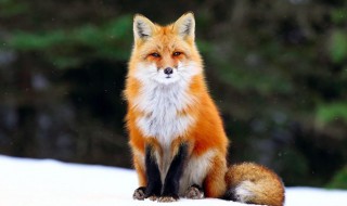 狐狸吃什么食物 野生狐狸吃什么食物