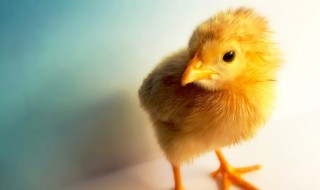 鸡吃什么食物 鸡吃什么食物容易死