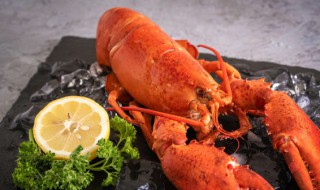 龙虾一般吃什么食物 野生龙虾一般吃什么食物