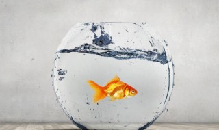 鱼缸里适合养什么植物(鱼缸里适合养什么植物增加氧气)