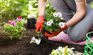 杜鹃花的养殖方法是什么 杜鹃花养殖方法和注意事项介绍