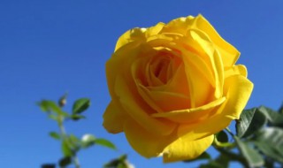 北方月季什么时候扦插（冬天扦插的月季什么时候移栽好?）