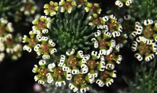 孔雀球扦插方法 孔雀草扦插方法