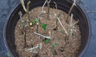 含笑花扦插方法是什么（含笑花的扦插方法和注意事项）