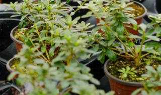 杜鹃花春天怎么修剪 杜鹃春天怎么修剪才能花多