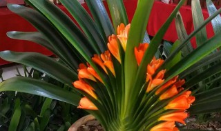 君子兰冬天可以施肥吗（君子兰冬天可以施肥吗?）