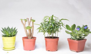 富贵竹施肥用什么肥料（富贵竹施肥需施什么肥料）