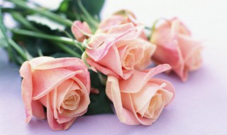 玫瑰花施肥施什么肥料 玫瑰花应施什么肥