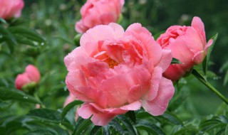 月季花的施肥方法(月季花的施肥方法如下)