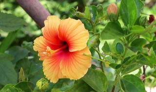 木槿花如何施肥那种肥料最好(木槿花怎样施肥和管理)