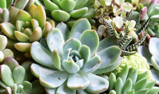 多肉植物用什么肥料复合肥可以吗 多肉可以用复合肥做肥料吗