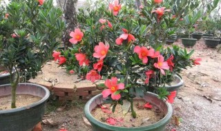 四季杜鹃茶花施什么肥料 茶花杜鹃施什么肥最好