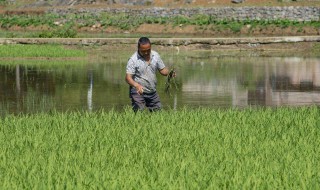 幼秧苗用什么肥料施肥 种菜用什么肥料最好