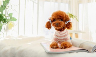 女生适合养什么小型犬 女生适合养什么小型犬好养活的