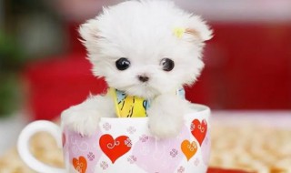 女孩子适合养什么宠物(女孩子适合养什么宠物 除了猫和狗)