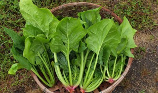 菠菜科学种植方法 菠菜 种植方法