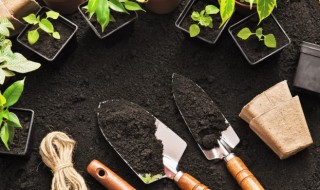 家中如何栽培铁皮石斛 铁皮石斛在家怎么种植盆栽