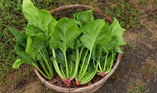 种植菠菜怎么施肥该施什么肥料（种植菠菜怎么施肥该施什么肥料最好）