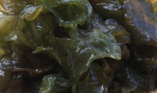 地皮菜怎么保存方法(地皮菜怎么保存方法v)