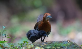 秧鸡是保护动物吗（秧鸡是保护动物吗?）