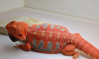 鬃狮蜥是保护动物吗（鬃狮蜥是不是保护动物）