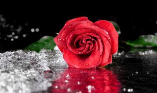 玫瑰种子怎么催芽（玫瑰催芽方法）