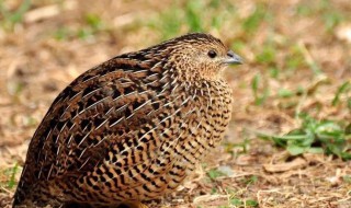 鹌鹑是保护动物吗 蓝胸鹌鹑是保护动物吗