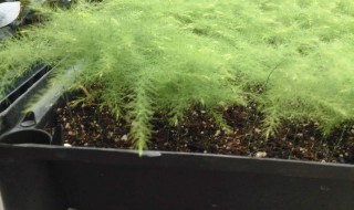 文竹种子如何催芽 文竹种子繁殖多久能发芽