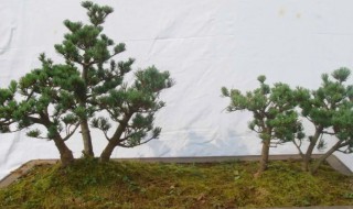 五针松种子催芽方法（五针松种子播种方法）