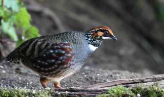 鹧鸪是保护动物吗(自养鹧鸪是保护动物吗)