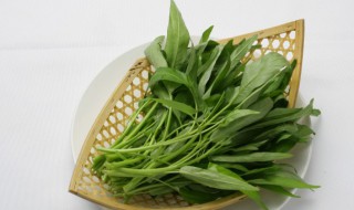 空心菜种子怎么催芽 空心菜籽怎么催芽