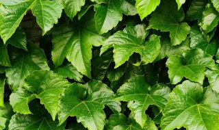 三叶爬山虎种子如何催芽（爬山虎种子多久能发芽）