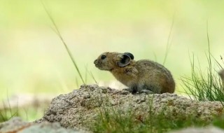 麝香鼠是保护动物吗 麝香鼠是不是保护动物