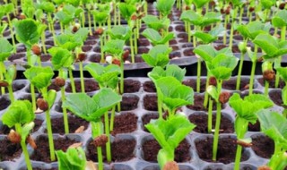 苦瓜种子催芽方法 苦瓜种子如何发芽