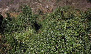 油麻藤种子如何催芽 油麻藤种子怎样播种