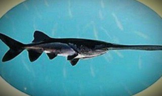 鸭嘴鱼是保护动物吗（长江鸭嘴鱼是保护动物吗）