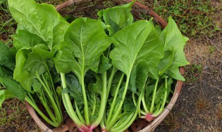 菠菜种子冰箱催芽方法（菠菜种子放冰箱发芽方法）