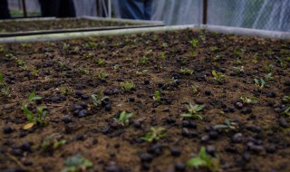 兰花种子催芽最好方法 兰花种子催芽技术