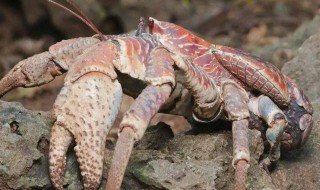 椰子蟹是保护动物吗(椰子蟹属于什么动物)