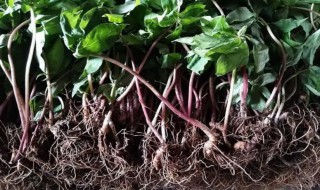 七叶一枝花种子怎么催芽（七叶一枝花种子怎样才能发芽）