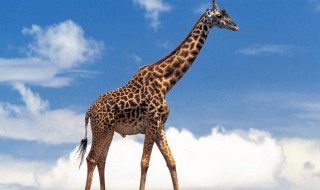 鹿是保护动物吗（长颈鹿是保护动物吗）