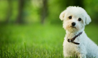 女孩子适合养什么狗 女孩子适合养什么狗 大型的