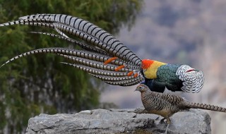 锦鸡是保护动物吗 锦鸡是保护动物吗?
