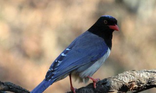 山楂鸟是保护动物吗 山楂鸟学名叫什么