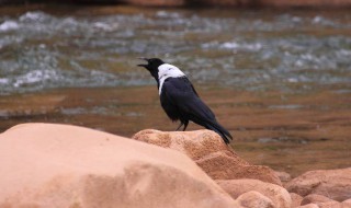 白颈乌鸦是保护动物吗 白颈乌鸦百科