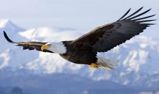 鸟鹰是保护动物吗（鹰类都是保护动物吗）