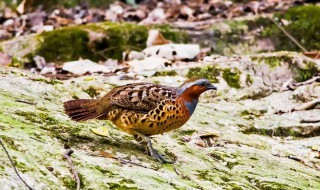 野生竹鸡是保护动物吗 野生竹鸡是不是保护动物